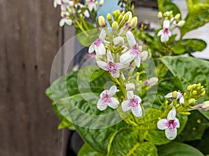 A close up of Pseuderanthemum carruthersii or theÂ Carruthers falseface flower photo